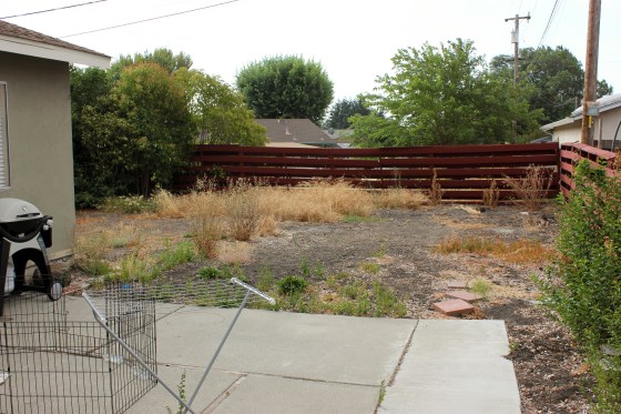 Backyard August 9 2014